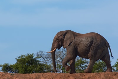 The elephant on the brown field during the day for a walk
